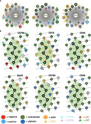 Discovering immunoreceptor coupling and organization motifs